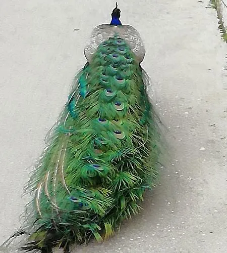 Aml בית הארחה